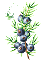 Juniper