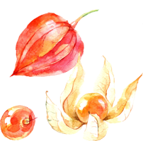 Physalis